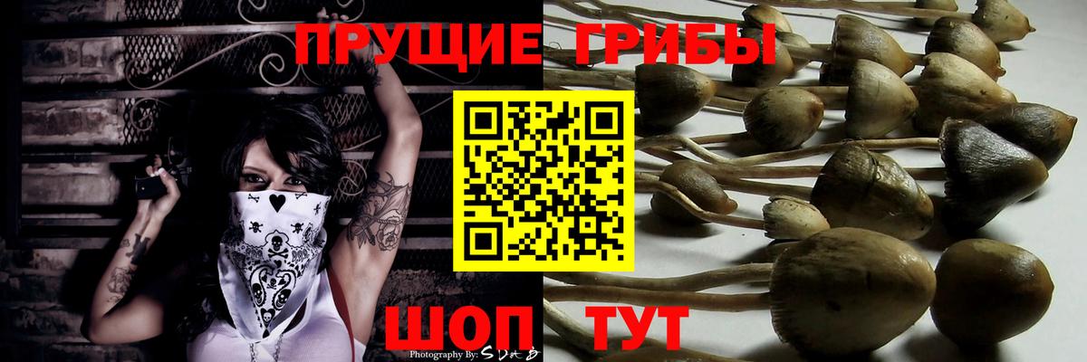Псилоцибиновые грибы мицелий Минеральные Воды